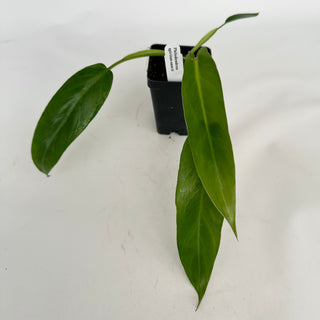 Philodendron spiritus-sancti