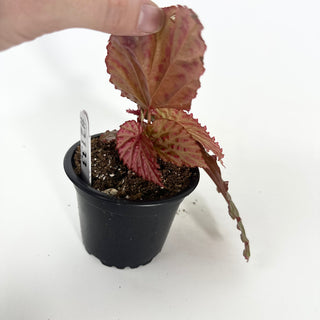Begonia "Crazy Pink" [#2133]