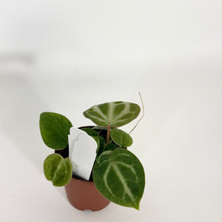 Anthurium 'Brielle'/'Michelle' x self - 3 Seedlings [#1525]