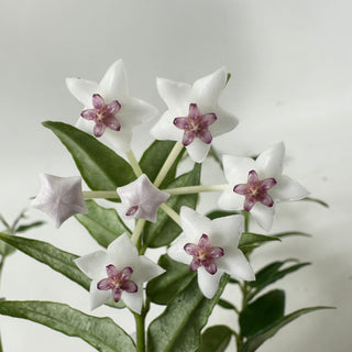 Hoya bella