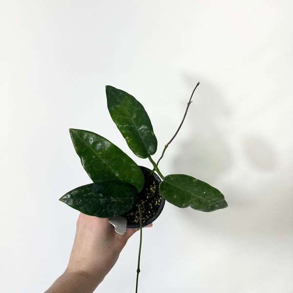 HOYA Sensity Dark ダークグリーン RB4260D-57サイズ 楽天市場】Ray-Ban レイバン サングラス RB4260D 601/9A 57