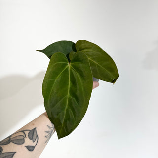 Anthurium 'Zara'/'Michelle' x indo portillae [#1786]