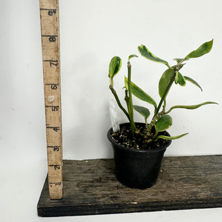 Hoya diversifolia albo-marginata [#1818]