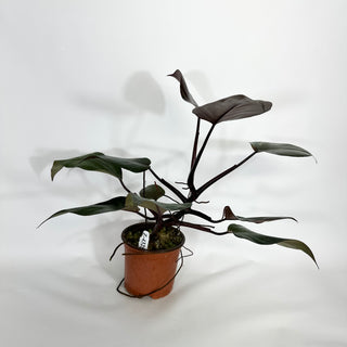 Z-4325 - Philodendron 'Orange Princess' (Non-TC)