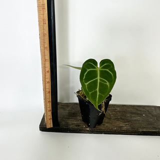 Z-5233 - Anthurium magnificum/'Silver Blush' x unknown