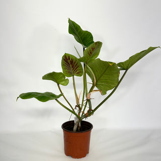 Z-4680 - Philodendron subhastatum (Non-TC)