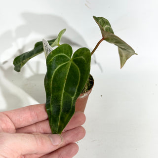 Anthurium 'Arnold Schwarzenegger' x 'Chuck Norris' - Seedling [#1991]