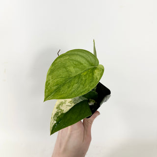 Z-5384 - Scindapsus pictus 'Jade Satin' aurea-variegata