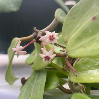 Hoya verticillata