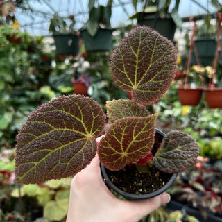 Begonia 'Steve's Leaves Mars Rising'