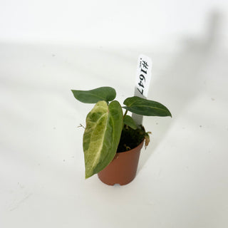 Anthurium 'Chuck Norris' x self - Seedling [#1647]