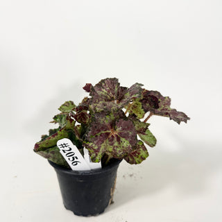 Begonia 'Lota Rose' [#2056]