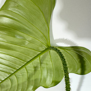 Philodendron genevievianum (Non-TC) [#1825]