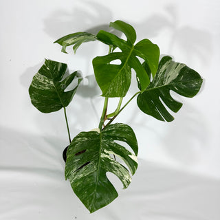 Monstera deliciosa var. borsigiana albo-variegata [#1256]