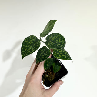 Z-4943 - Scindapsus pictus "Green Form" (Hassk)