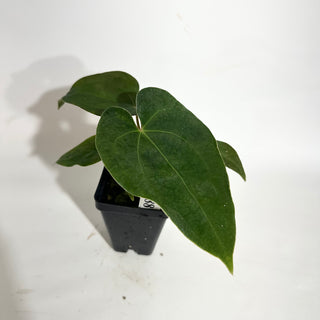 Anthurium Wu papillilaminum x 'Arnold Schwarzenegger' [#1788]