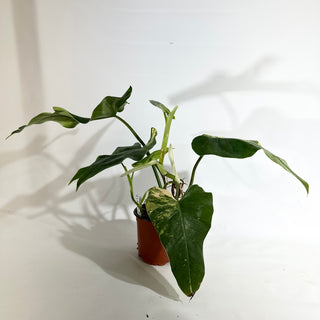 Philodendron domesticum variegata (Non-TC) [#1974]