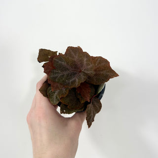 Begonia 'Robin' [#2050]