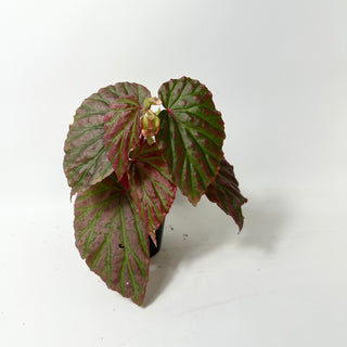 Begonia "Crazy Pink" [#2012]