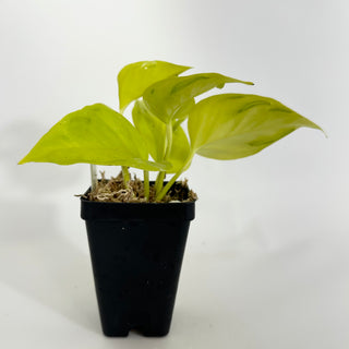 Z-4314 - Epipremnum aureum 'Champs-Élysées'