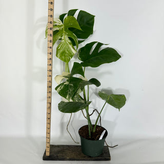 Monstera deliciosa var. borsigiana albo-variegata [#1631]