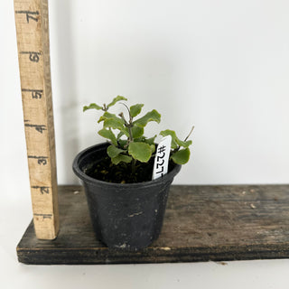 Hoya kanyakumariana [#2277]