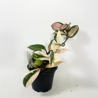 Hoya carnosa 'Purple Pride' [#1945]
