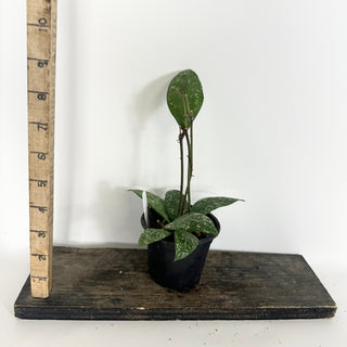 Hoya rundumensis (splash) [#2327]