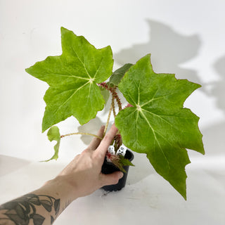 Begonia 'Ricinifolia' [#2051]