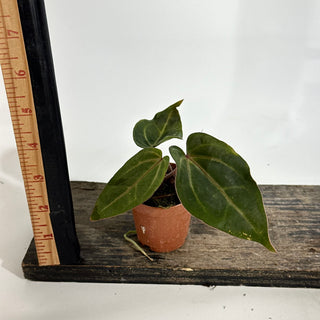 Anthurium magnificum/'Doc Block F2' x Variegated ('Ace of Spades'/papillilaminum) - 2 Seedlings [#1980]