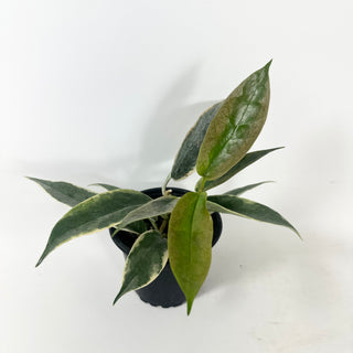 Hoya archboldiana (outer variegated) [#1958]