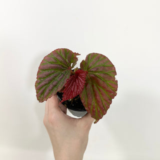 Begonia "Crazy Pink" [#2096]