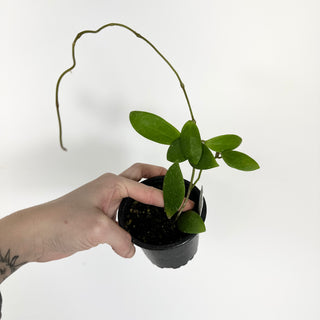 Hoya sp. Phu Yen (splash) [#2276]