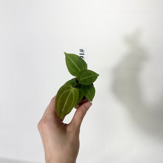 Anthurium 'Blue Velvet' x self - 3 Seedlings [#1653]