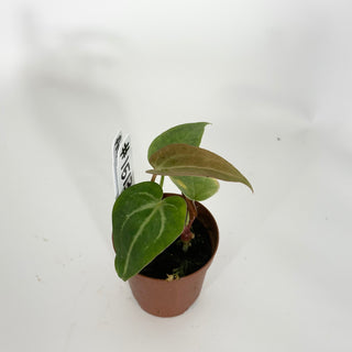 Anthurium 'Blue Velvet' x self - 2 Seedlings [#1513]