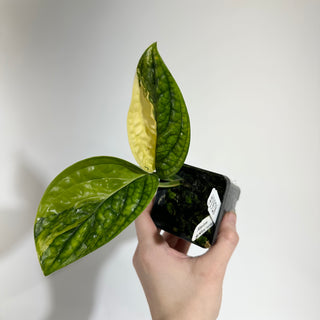 Monstera sp. 'Peru' variegata [#1928]