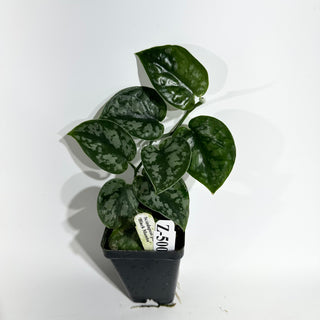 Z-5001 - Scindapsus pictus 'Black Mamba'
