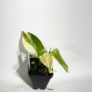 Z-5002 - Scindapsus pictus 'Jade Satin' aurea-variegata