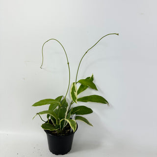 Hoya pimenteliana (outer variegated) [#2407]