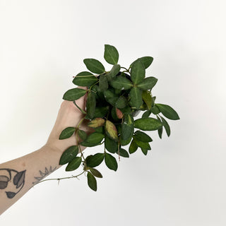 Hoya sp. aff. burtoniae (variegated) [#2224]