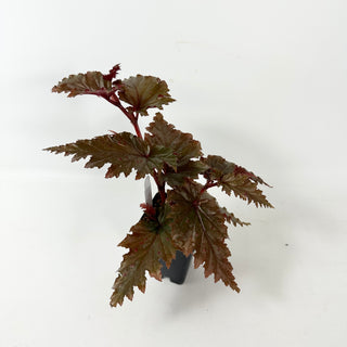 Begonia serratipetala