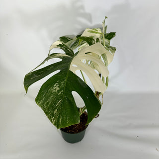 Monstera deliciosa var. borsigiana albo-variegata [#1213]