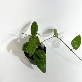 Hoya NAP 011