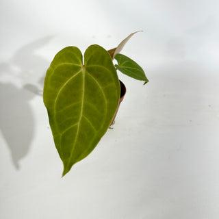 Anthurium magnificum/crystallinum x 'Prince of Darkness' - Seedling [#1900]