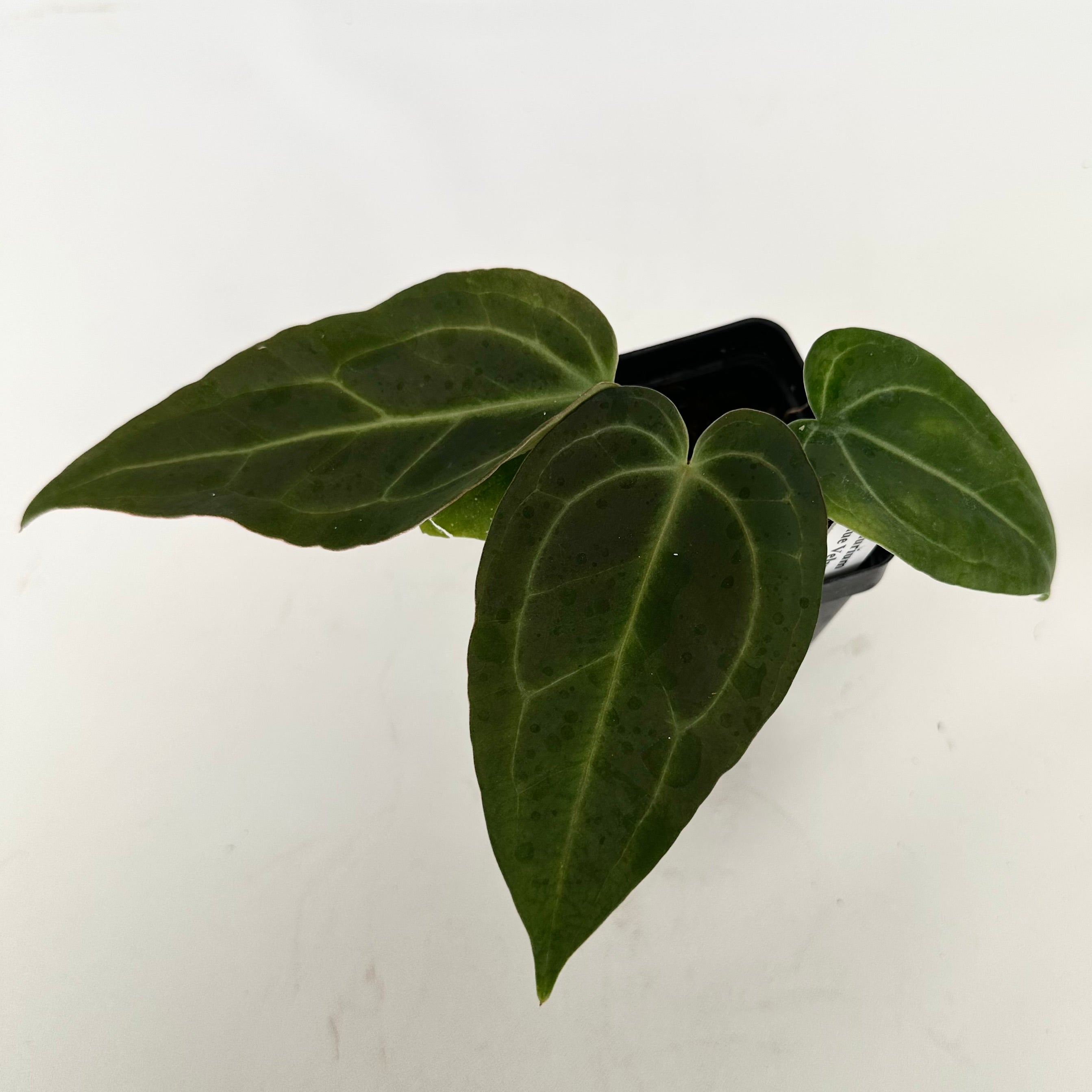 anthurium bleu Anthurium Blue Velvet | Exotic Leaf Houseplant