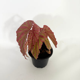 Z-4753 - Begonia "Crazy Pink" **NEW Release**