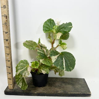 Begonia cucullata (variegated) "Pink Mint" [#2094]