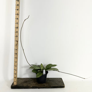 Hoya crassipetiolata (Splash) [#2282]