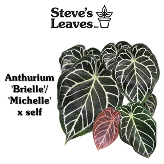 Anthurium 'Brielle'/'Michelle' x self - Seed Pack