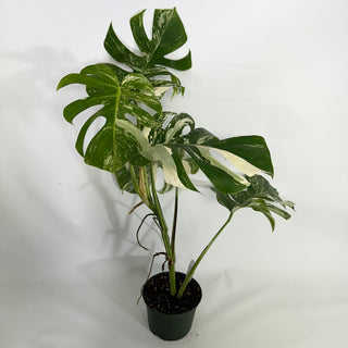 Monstera deliciosa var. borsigiana albo-variegata [#1232]